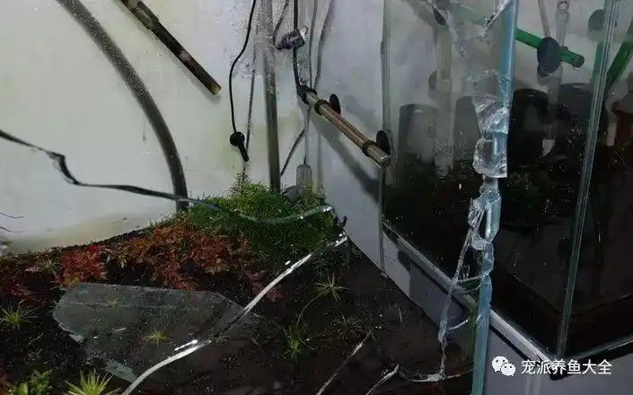 鱼缸突然爆裂,实在惊心动魄!这些防护你做了吗?