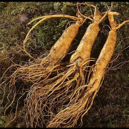 煲汤五年年龄吉林林园东北长白山新鲜小人人参人参