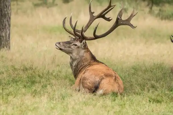 驼鹿,又称为驯鹿,北极鹿,是一种生活在寒冷气候中的大型哺乳动物,属于
