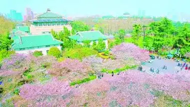 武汉樱花 王建宏摄/光明图片