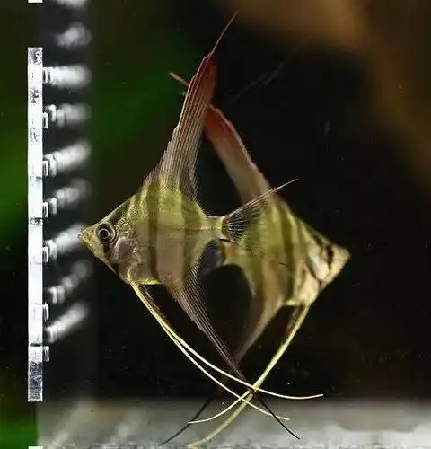 惊艳养鱼达人教你从七个方面欣赏埃及神仙鱼