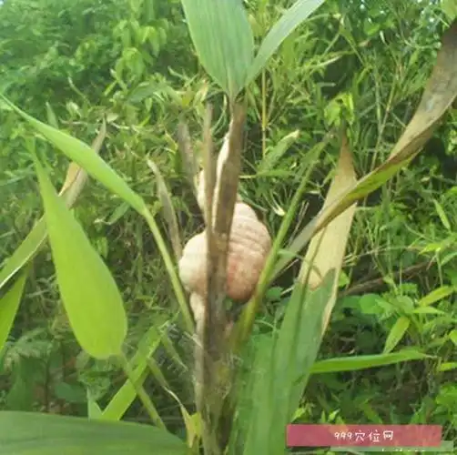 竹黄竹黄的副作用功效与作用