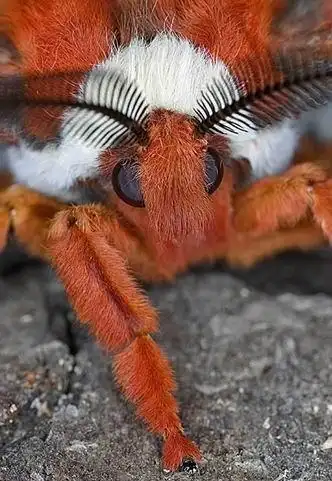 竹毒蛾(动物)_技点百科