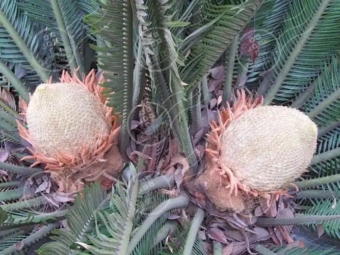 图片详情 标题:  铁树开花结出"双胞胎" 时间:  2012-06-19 地点