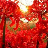 彼岸花_风景静物头像_我要个性网