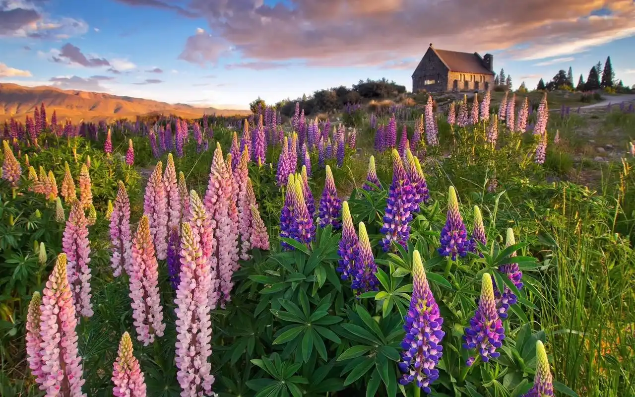 植物花卉园林风景桌面壁纸下载