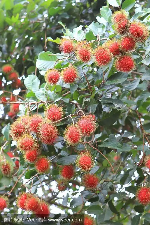 热带水果,红毛丹树上