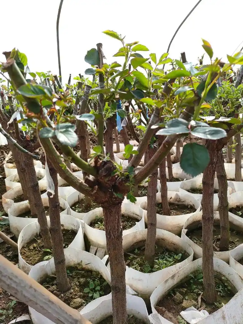 蔷薇树桩嫁接的多色月季花,期待开花效果! - 抖音