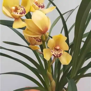 金玉满堂带3花 - 中国兰花交易网