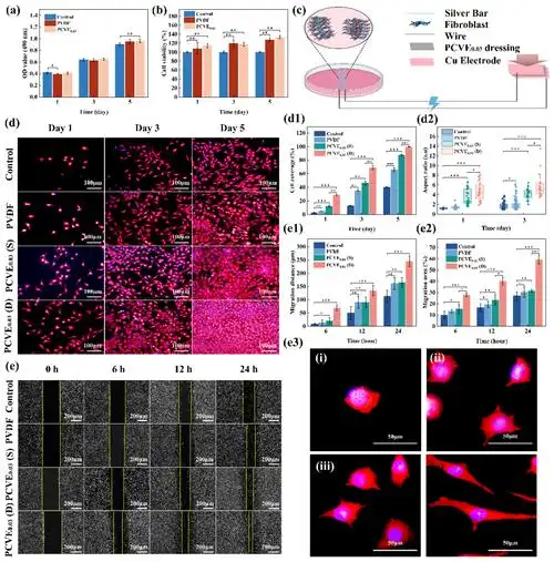 (a)细胞毒性,(b)细胞活力.(c)动态加载下的细胞划痕实验示意图.