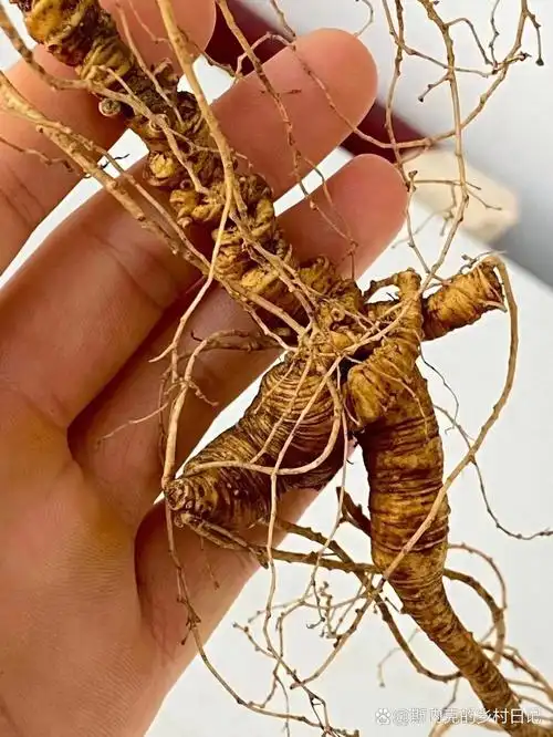 百年山人参 野生百年人参