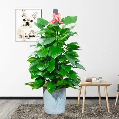 绿萝盆栽室内吸甲醛客厅净化空气办公室大型绿植好养长藤大叶植物