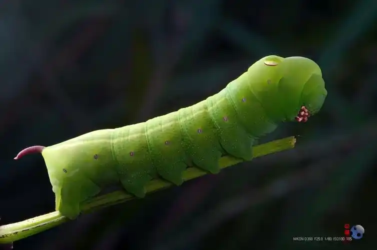 斜纹天蛾宝宝 - 心禅 - 图虫