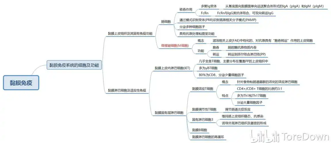 医学免疫学(下篇) 思维导图