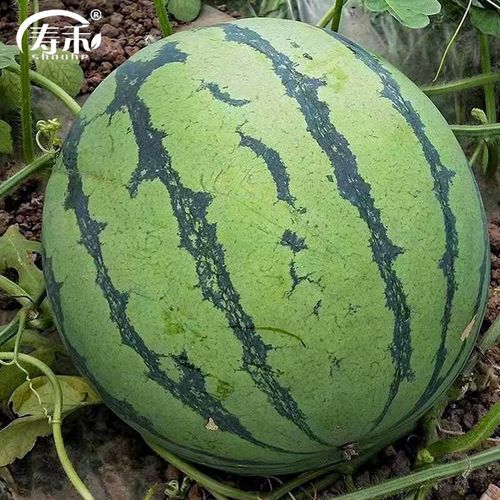 寿禾 甜王西瓜种子春冬季山东老品种 寿艺甜王西瓜种子30粒