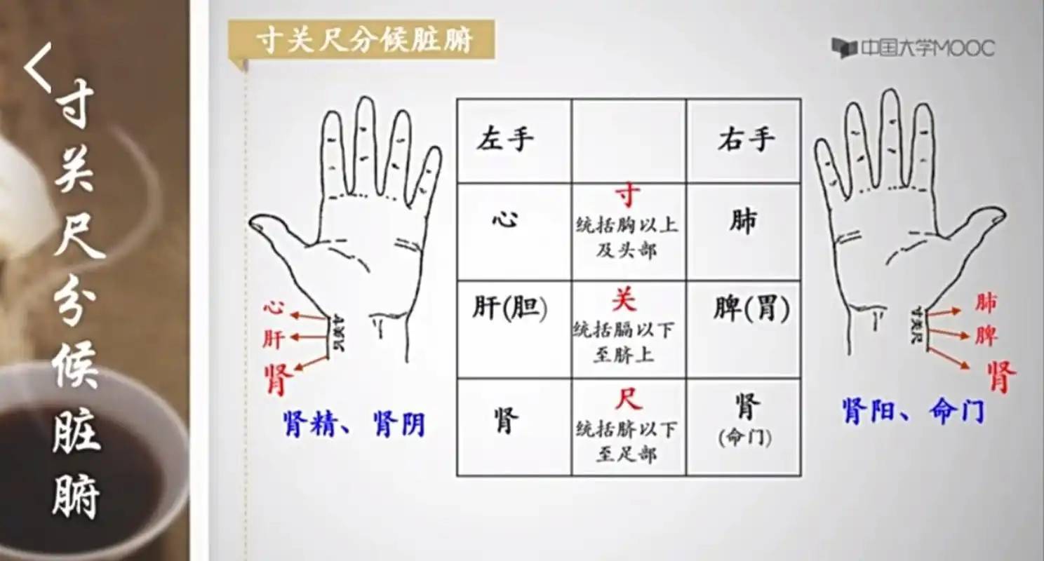 中医脉诊部位一一"寸关尺"分侯脏腑,独取"寸口"的原理