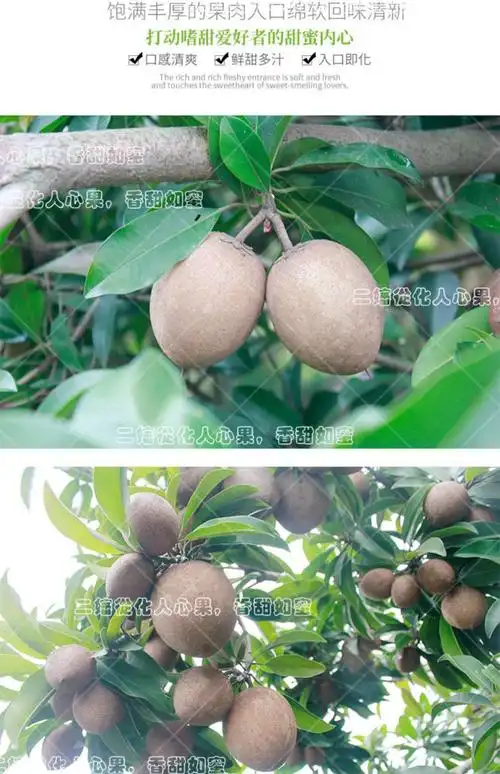 不甜包赔5斤广东从化人心果当季孕妇新鲜水果养生现摘人参果 天然老树