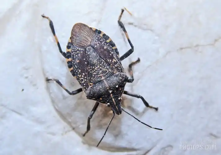 野外常见的臭瘪子——椿象