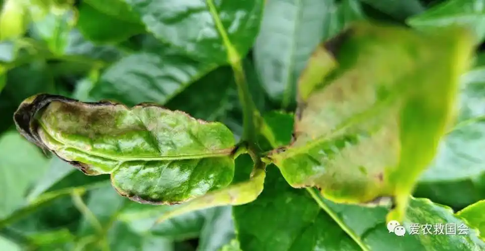 白茶叶怎么保存不生虫子(白茶叶怎么保存不生虫子呢)