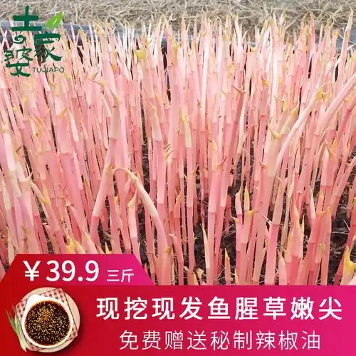 3斤装四川新鲜折耳根鱼腥草嫩芽嫩尖野生非叶子清脆节节根折耳根