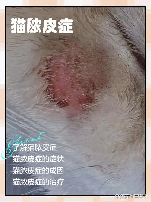 猫脓皮症