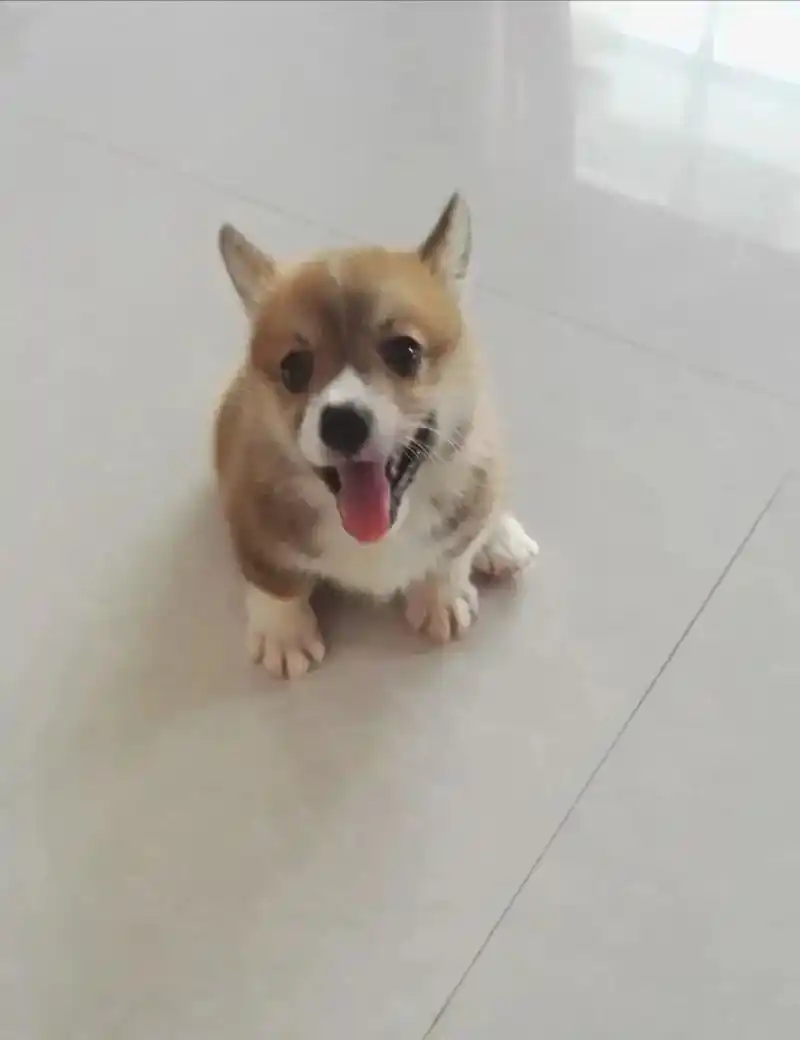 小柯基—甜豆 清晰记得你小时候的样子,憨憨滴很听话,孩子给你 - 抖音