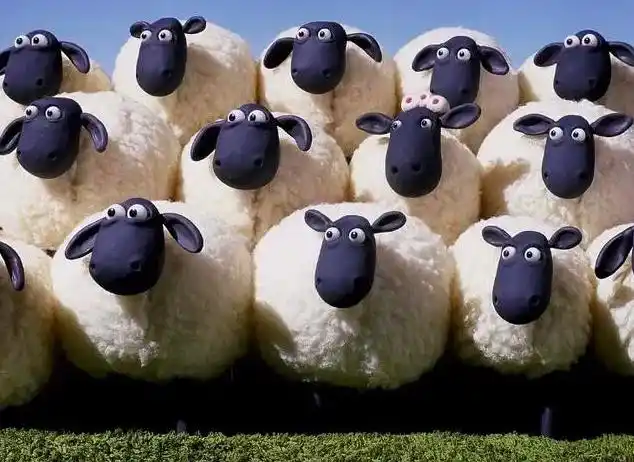 一个人被一群羊包围的图片搞笑