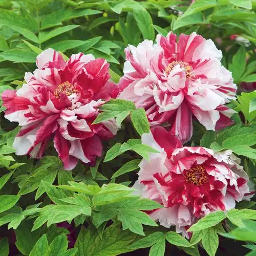 花苗花卉地栽盆栽阳台庭院重瓣牡丹花特殊牡丹花卉