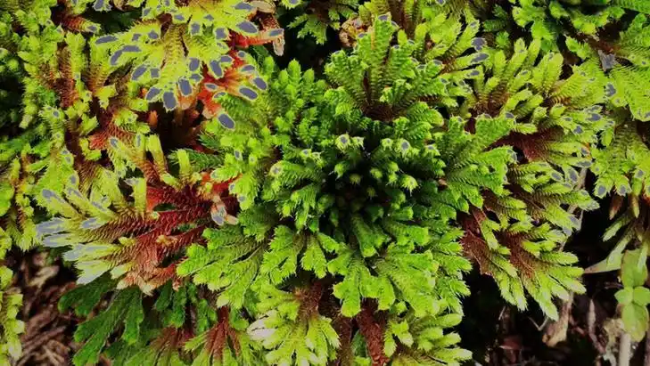 九死还魂草的功效与作用,禁忌和食用方法-中医百科