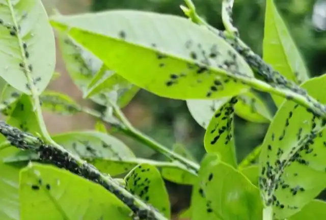 柑橘春季虫害多,其中蚜虫危害大,如何防治?附田间害虫图谱