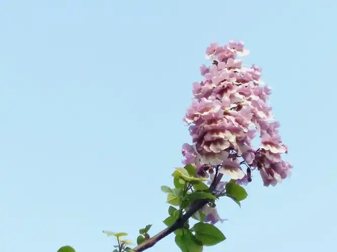 赏花 梧桐花盛放飘清香         城里乡下,村里村外的梧桐树开花了,一