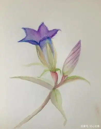 绘画漂亮的龙胆花