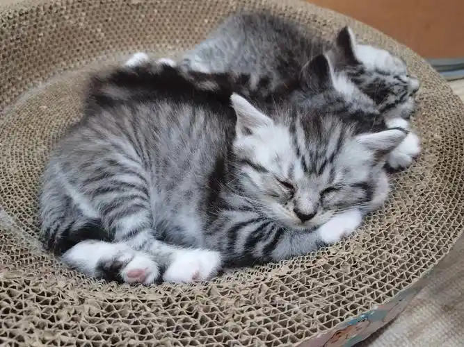 小猫有偿领养.自家繁育,美短虎斑猫,两个月,仅剩最后一只公猫 - 抖音