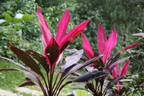 药用价值在红铁树的功效与作用中,红铁树的花,叶以及根部都可以入药