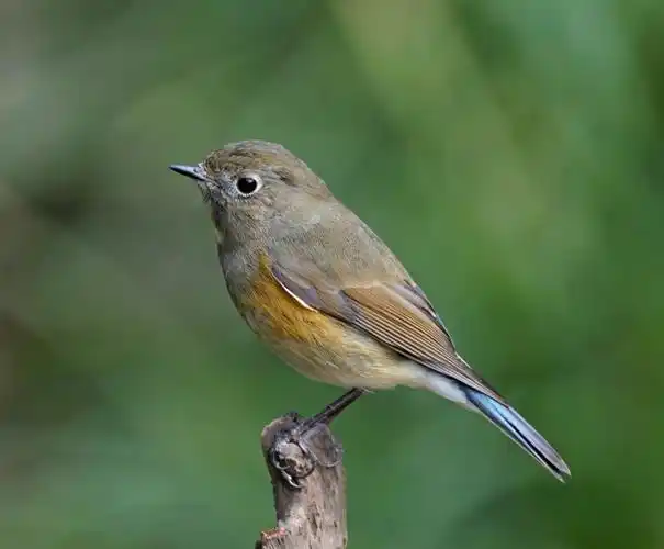 体型小而喉白,特征为橘黄色两胁与白色腹部及臀成对比,雄鸟上体蓝色