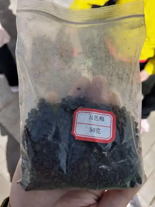 这是何思彤小朋友带来的五色梅种子