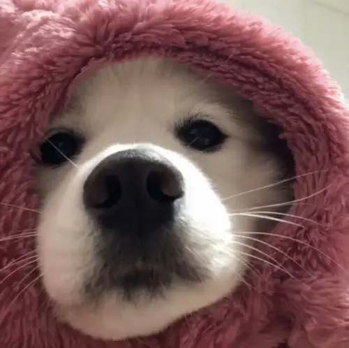 可爱小动物萌萌哒头像12张