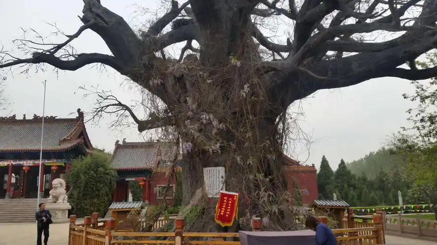 永年区王边村的老槐树