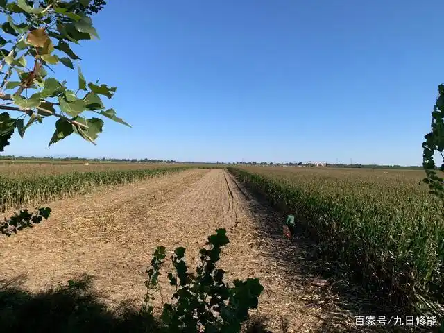 金秋十月,农田收获的季节,北方田野里的玉米排着队入仓