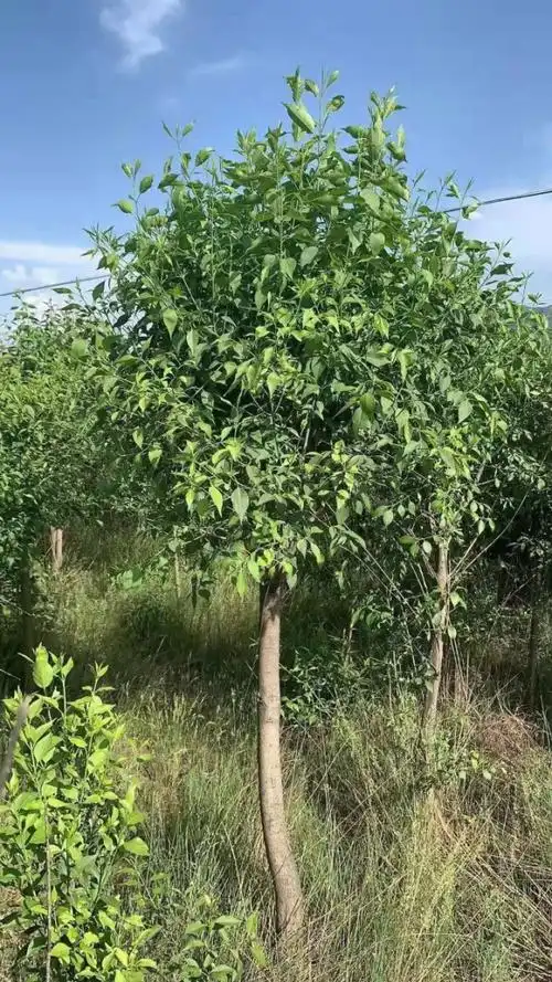 3456的丝棉木腾地处理,6公分左右的丝棉木球,五台老白13403670994