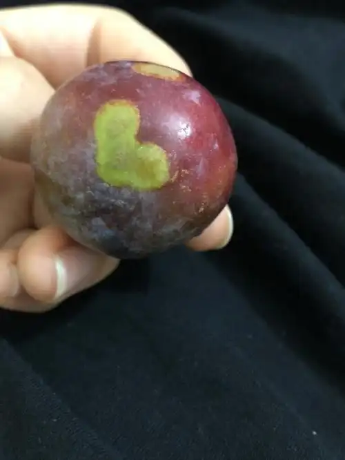 李子你什么意思