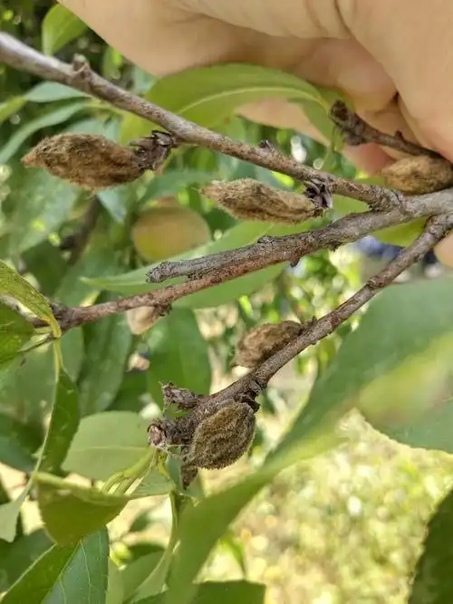 11桃褐腐病