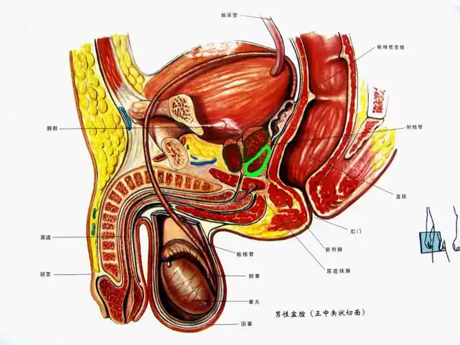 前列腺增生的按摩疗法