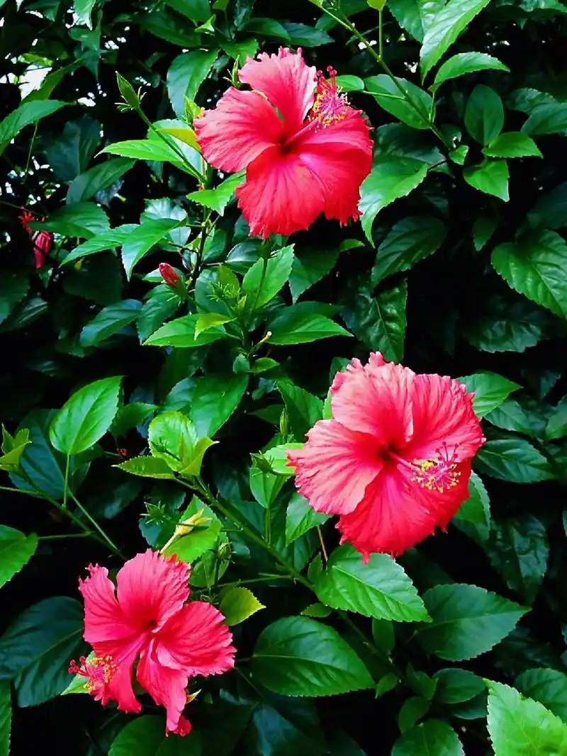 扶桑花也称朱槿花,由于其花色大多为红色,因此俗称大红花.