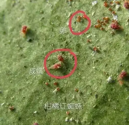 红蜘蛛高发期又来了!这些防治要点要谨记