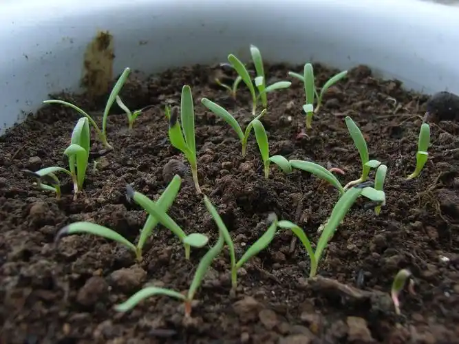 勿忘我植物20天左右图片