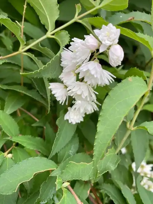 真的很漂亮,像一朵朵微型白色睡莲,花苞还有点粉色#花材识别  #公园