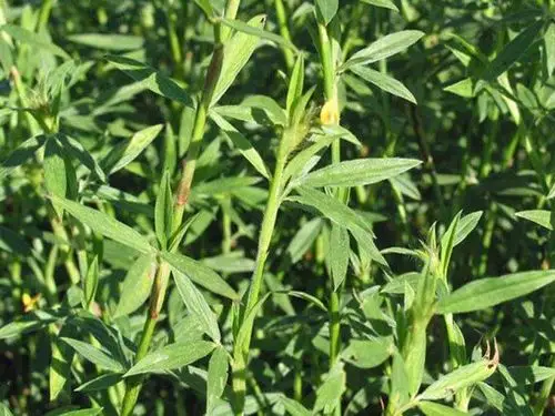 「柱花草种子」最新柱花草种子_价格_图片_种植技术-江苏长景园林