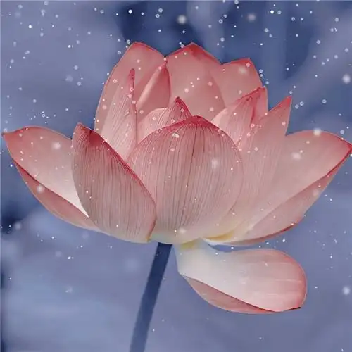 花开富贵头像 适合妈妈们用的高清好看花开富贵图片微信头像