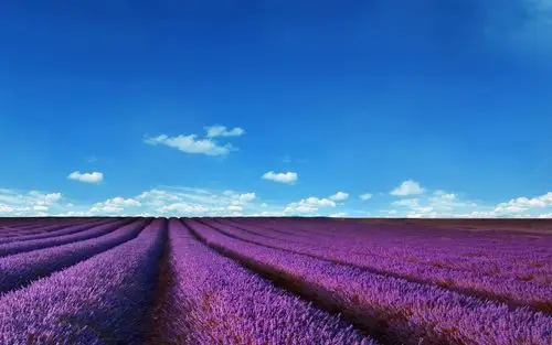 唯美的薰衣草花海壁纸图片